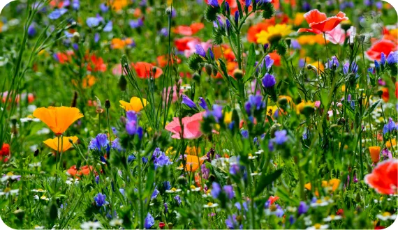 łąka kwietna w ogrodzie